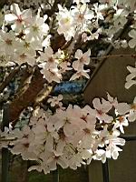 Cerisier du Japon, en fleurs (Lyon, 2019-03) (8)